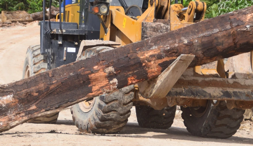 Women on the Cutting Edge. Logging and Gender in Solomon Islands