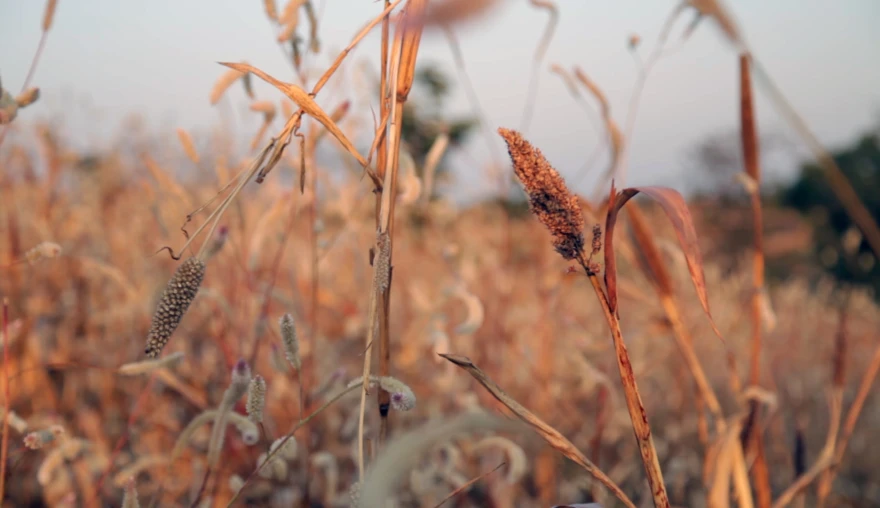 Risky Business: Crop Insurance in Rural India