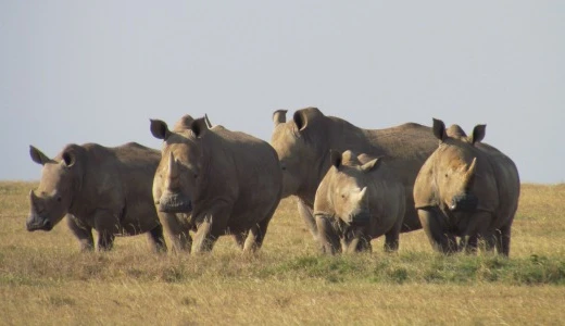 Why anthropology matters: a critique on De Social Club’s take on hunting safaris