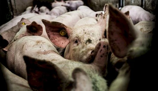 Beyond multispecies ethnography: Engaging anthropology with violence and animal rights