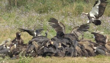Dinner Time at the ‘Vulture Restaurant’