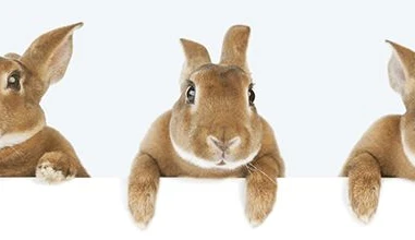Food for Anthropologists: Hare or Rabbit for Christmas?