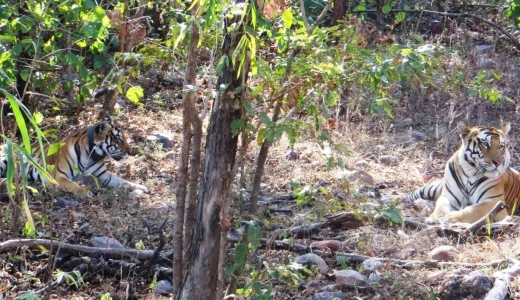 Spirits up for the tigers: Unsung heroes from a conservation project