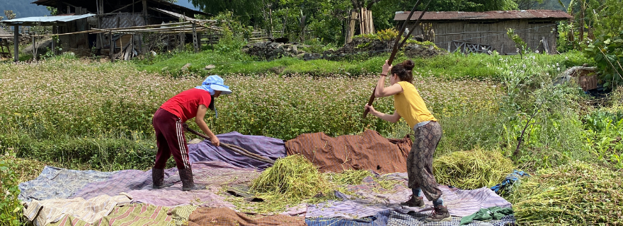 From buckwheat to white rice: transforming food systems and multispecies relations in rural Bhutan