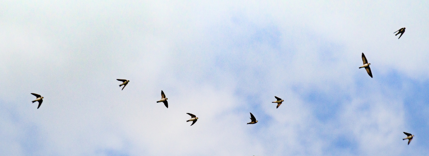 Remembering Sabine Luning