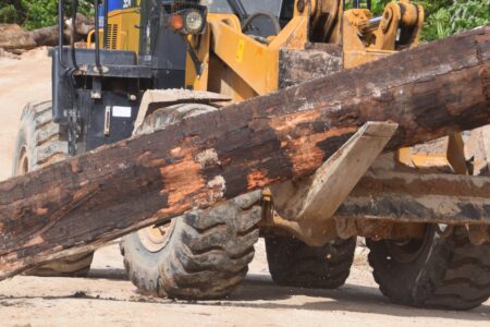 Women on the Cutting Edge. Logging and Gender in Solomon Islands