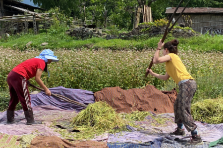 From buckwheat to white rice: transforming food systems and multispecies relations in rural Bhutan