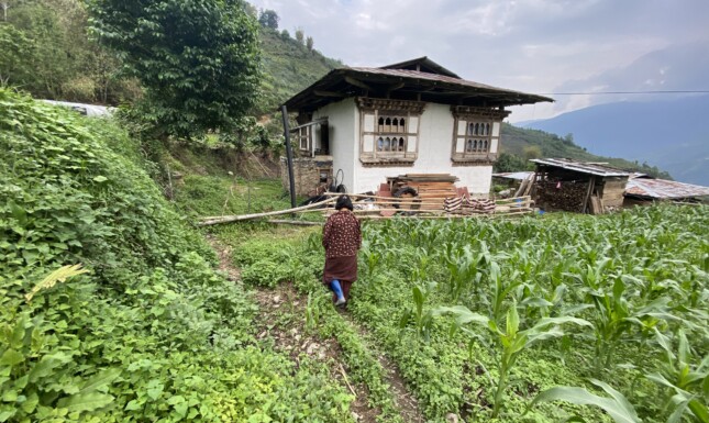 A villager walking through her maize field toward her house