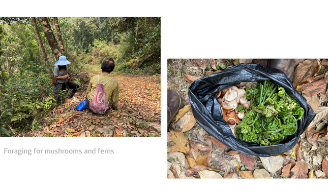 Foraging for mushrooms and ferns 5